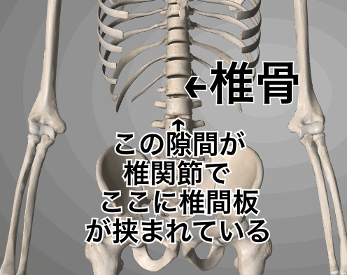 椎骨と椎関節