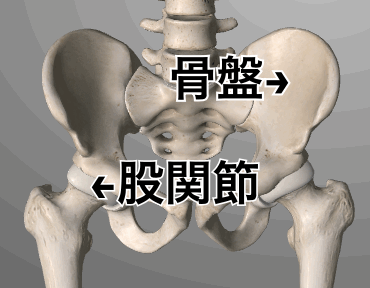 骨盤と股関節f